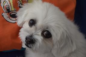 Dogs Dog Domestic Animals