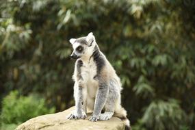 Meerkat Monkey Zoo
