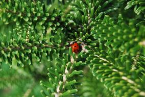 ladybug on a tree branch
