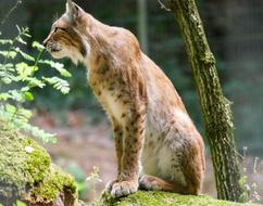 Lynx Animal Cat