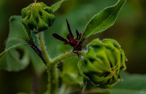 Wasp Insect Sunflower