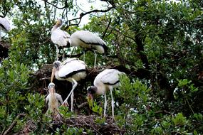 Bird Nest Pelican