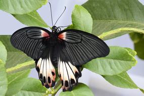 Butterfly Insect Wing