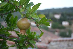 green pomegranate on a tree