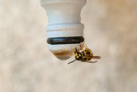 bee on the neck of a water bottle