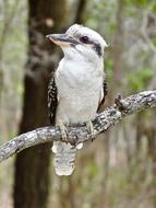 Kookaburra Bird Australian