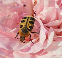 Rose Bloom Beetle Yellow Black