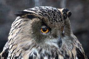 Owl Western Siberian Eagle