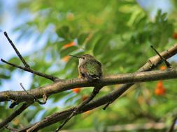 Black-Chinned Hummingbird in wildlife