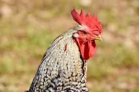 Hahn Rooster Head Poultry