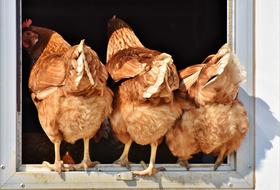 Chicken Hen Poultry