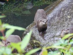 Cute Otter Animal