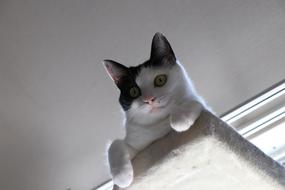 Cat Kitten Pet