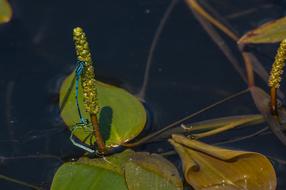 Damselfly Common Blue Insect