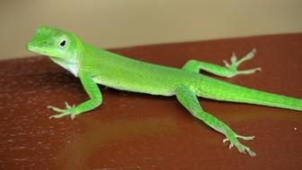 Gecko Green