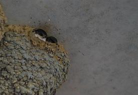 Animals Bird Swallows