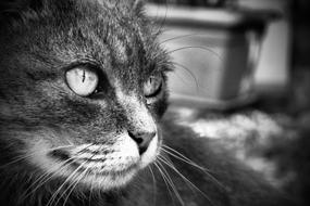 Cat Feline B N