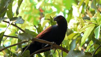 a large black bird