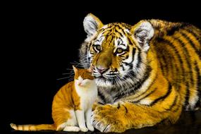 Animals Cat and Tiger