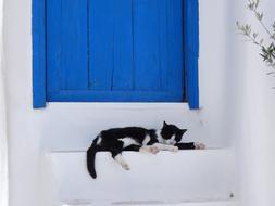 Cat Greece Sun