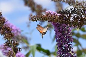 Hummingbird Hawk Moth Macro