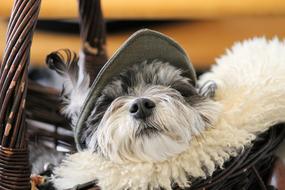Dog Snout Fur