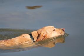 Animal Dog Swimming