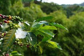 coffee tree in the garden