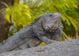 Lizard Iguana Animal