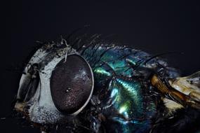Bluebottle Goldfliege Compound