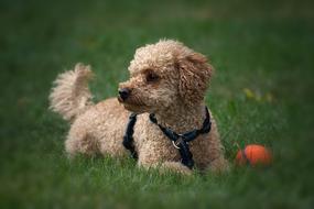 Poodle Dog Pet