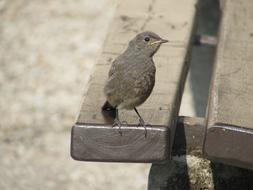 Bird Bench Summer