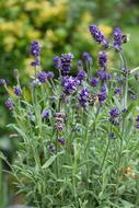 Lavender Bee Insect