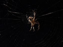 Garden Spider Of The Year