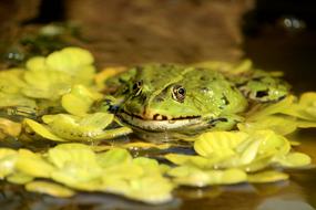 Frog Pond Amphibian