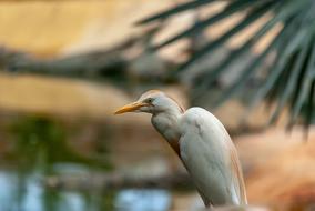 Heron Custody Oxen Bird Wader
