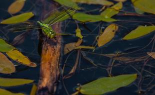 green dragonfly on plants in the swamp