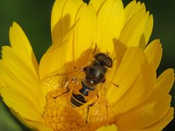 Close up of an insect on a yellow flower