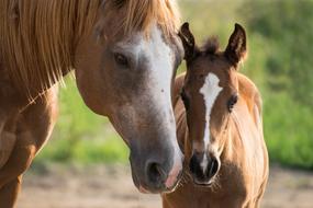 Foal Mare Horses
