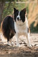 Border Collie Dog Animal
