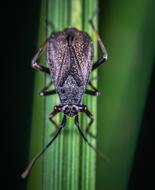 Macro Insect Nymph