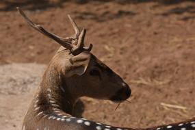 Deer Animal Mammal