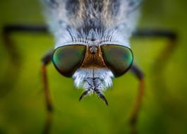 Macro Insect Bespozvonochnoe