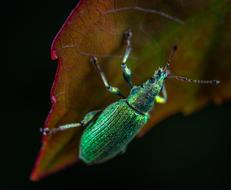 Macro Insect Bespozvonochnoe