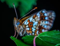 Macro Insect Bespozvonochnoe