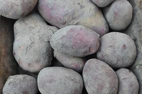 dirty potato harvest