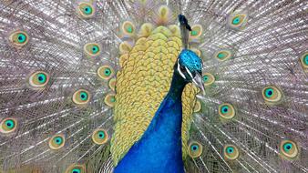 Peacock Bird Fauna