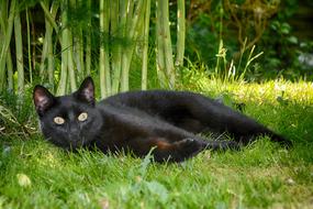 black cat lying on the grass