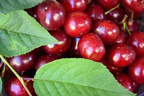 Sweet ripe cherries harvest