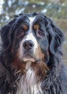Bernese Mountain Dog Canine